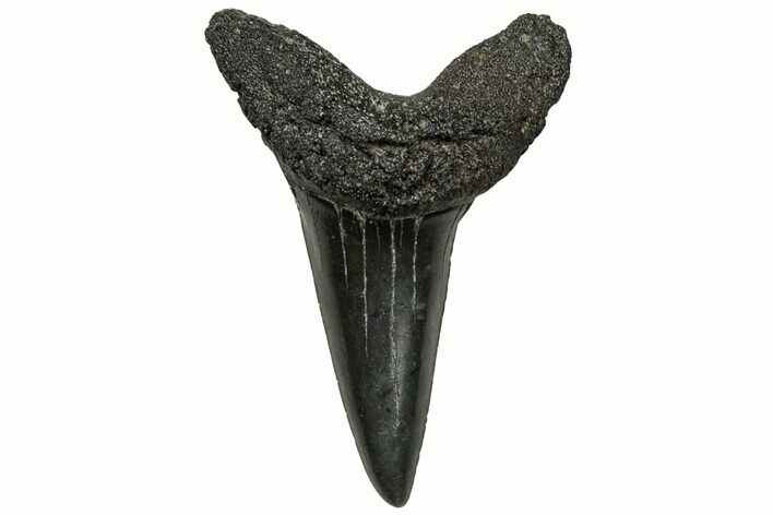 Fossil Shortfin Mako Shark Tooth - South Carolina #313565